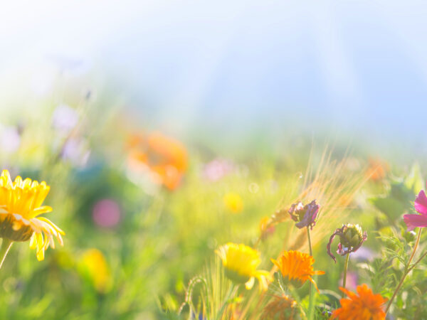 Insektenwiese – der naturnahe Garten
