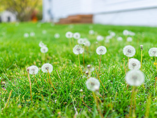 10 Tipps gegen Unkraut im Rasen