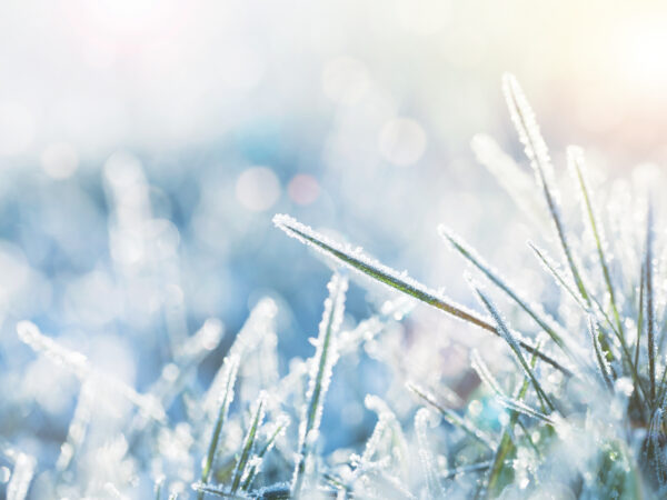 Rasen überwintern: So schützen Sie ihn vor winterlichen Temperaturen